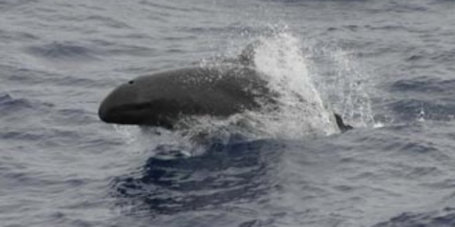 False Killer Whale. Credits: Wikipedia