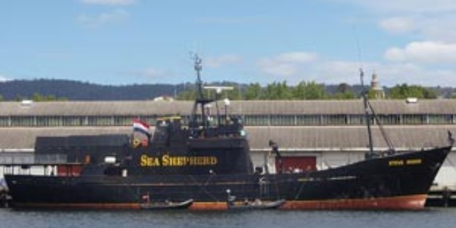 MV Steve Irwin Docked in Hobart, refuelling during 2009 season. Credits: Wikipedia