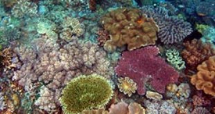 Timor Coral Reef. Credits: Wikipedia