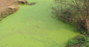 Algae bloom. Credits: Wikipedia