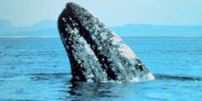 Gray Whale. Credits: Wikipedia