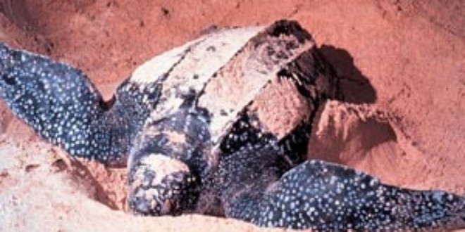 Leatherback Sea Turtle. Credits: Wikipedia