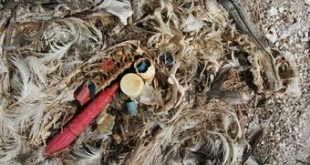 The remnants of a Laysan Albatross chick which was fed plastic by its parents; the chick was unable to eject the plastic, resulting in death by either starvation or choking. Credits: Wikipedia