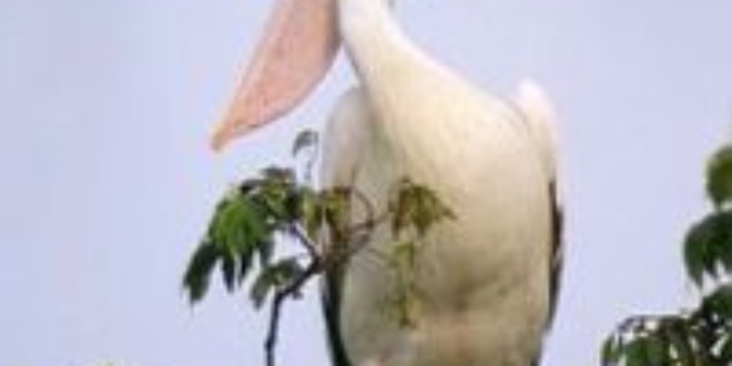 Spot-billed pelican found in beels and lakes in India. Credits: Wikipedia