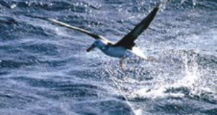 This Black-browed Albatross has been hooked on a long-line. Credits: Wikipedia