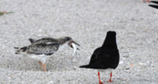 Photo: Black Skimmers Colony