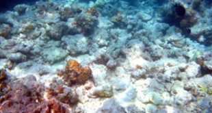 Bleached corals. Credits: Wikipedia