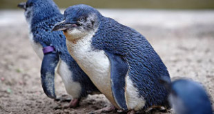 Blue Penguin. Credits: Wikipedia