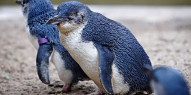 Blue Penguin. Credits: Wikipedia