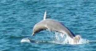Rare find: Indo-Pacific humpback dolphins playing in the ocean at Ella Bay. Picture: Russell Constable.