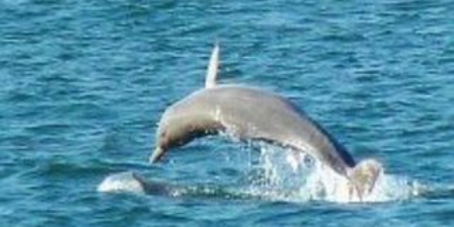 Rare find: Indo-Pacific humpback dolphins playing in the ocean at Ella Bay. Picture: Russell Constable.