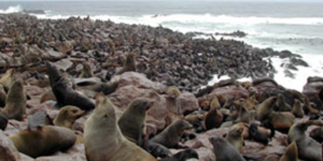 Brown Fur Seal colony at Cape Cross. Credits: Wikipedia