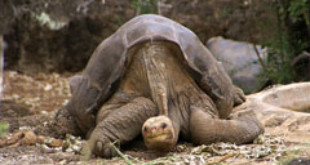 Lonesome George, a Galápagos Tortoise suspected to be the last surviving member of his subspecies. Credits: Wikipedia