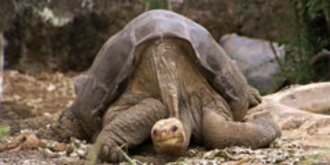 Lonesome George, a Galápagos Tortoise suspected to be the last surviving member of his subspecies. Credits: Wikipedia