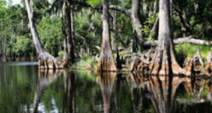 Mangrove swamp in Florida. (Credit: iStockphoto/Johann Helgason)