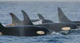 Resident (fish-eating) Orcas. Credit: Wikipedia