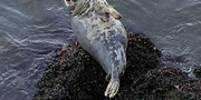 Gray Seal. Credits: Wikipedia