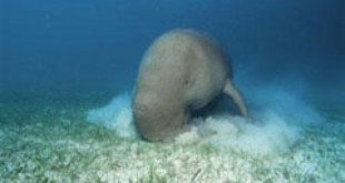 A dugong grazes on seagrass. Jurgen Freund / naturepl.com