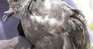 Ashy Storm-petrel. Endangered (IUCN 3.1)