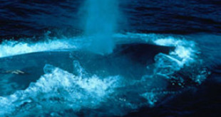 Blue Whale. Credits: Wikipedia