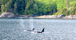Two orcas, a female and a male, in British Columbia.. Credits: Wikipedia