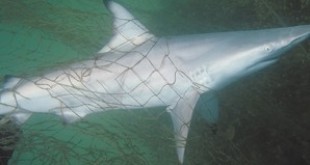 This shark was caught in an abandoned lay gillnet that was removed from Kane