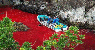 The picturesque cove at Taiji which becomes a bloodbath between September and March each year as 2,000 dolphins are slaughtered