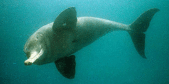 Dolphin named as India's national aquatic animal - Ocean Sentry