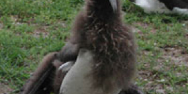 This Laysan albatross chick has