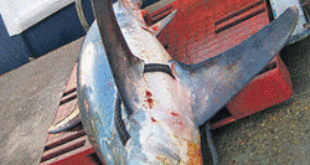 Thresher shark slaughtered