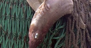 A Spiny Dogfish caught in a trawler