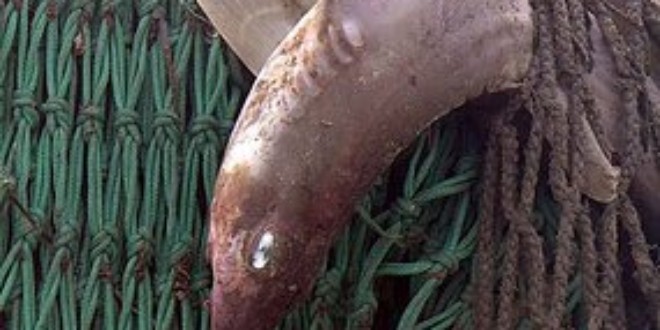A Spiny Dogfish caught in a trawler