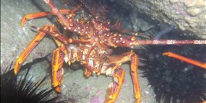 The sea urchins are normally kept in check by lobsters, but these are being overfished, say researchers (Craig Johnson)