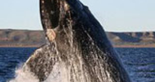 Right whale. Credits: Wikipedia