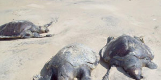 Bodies of dead turtles. Credits: Kalinga Times