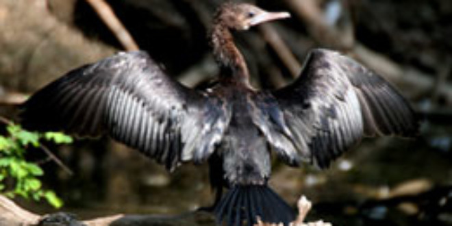 Little Cormorant. Credits: Wikipedia
