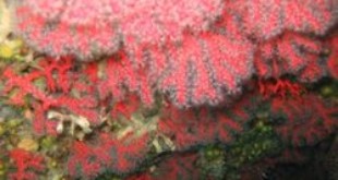 Corallium rubrum. Credits: Wikipedia