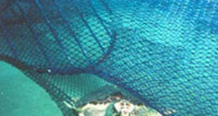 Loggerhead turtle escapes from a fishing net through a TED. Via Wikipedia