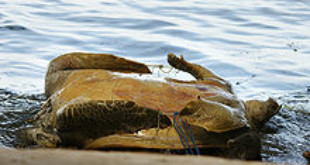 A poached green turtle