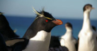 Southern Rockhopper Penguin. Via Wikipedia
