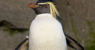 Northern Rockhopper Penguin. Via Wikipedia