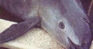 A dead vaquita. Via Wikipedia