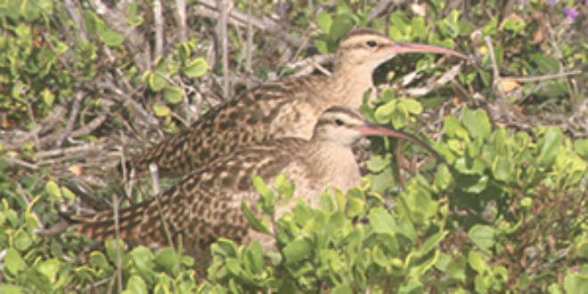 Bristle Thighed Curlews that winter here from Alaska