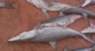 Sharks laying dead