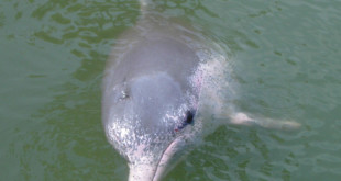 El delfín rosado de Hong Kong en peligro debido a la contaminación y la sobrepesca