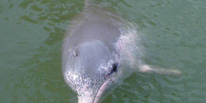 El delfín rosado de Hong Kong en peligro debido a la contaminación y la sobrepesca