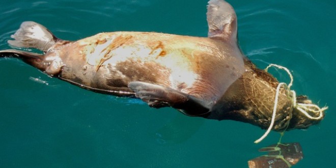 Imágenes secretas revelan las macabras muertes de los leones marinos en las redes de pesca
