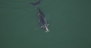 Estudio revela cómo los aparejos de pesca pueden provocar la muerte lenta de ballenas