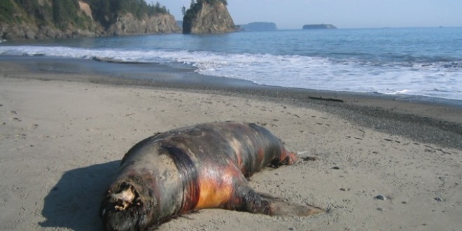 Los leones marinos aparecidos muertos en la costa de Perú fueron envenenados