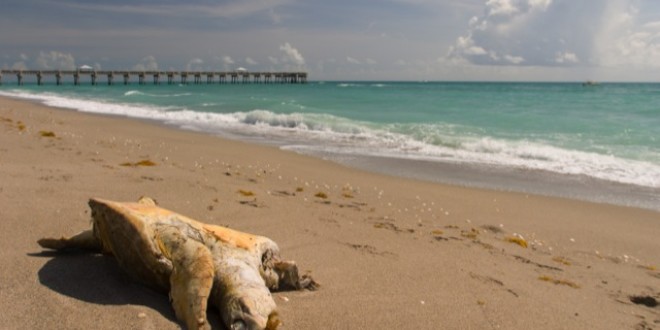 Trade sanctions sought to stop mass killing of sea turtles in Mexican fisheries